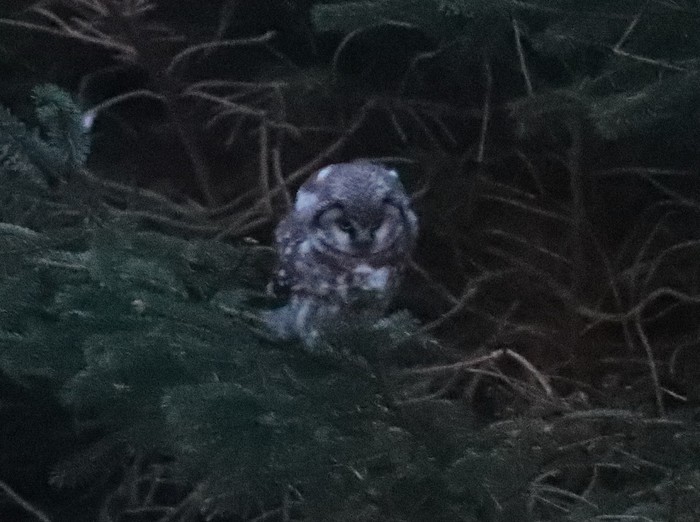 Tengmalm's Owl