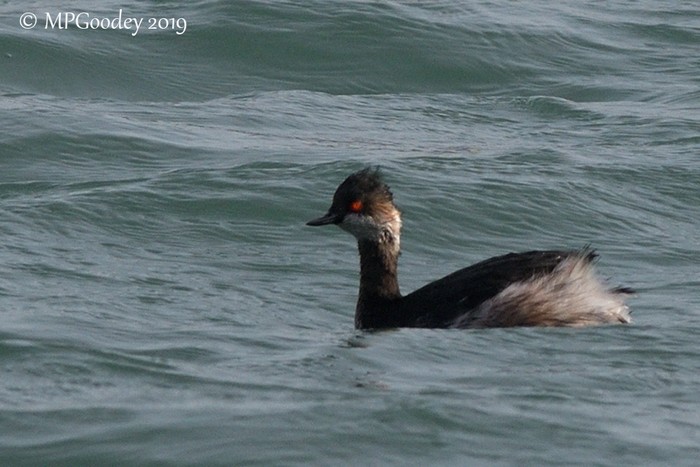 Black-necked Grebe