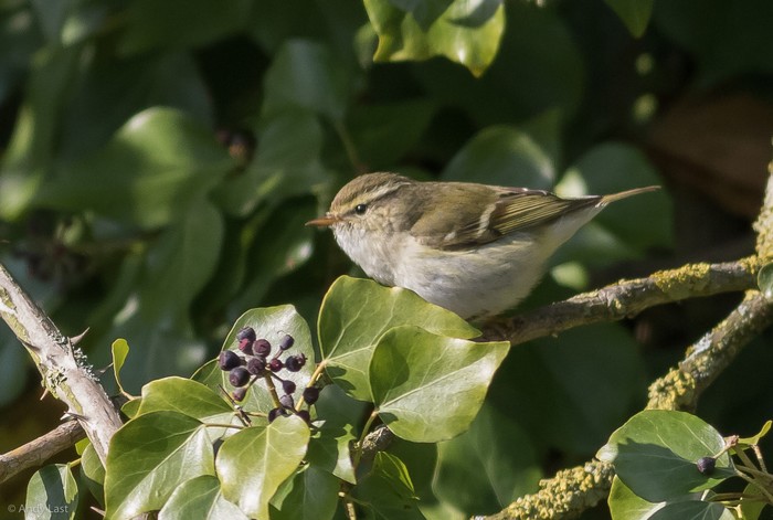 Yellow-browed Warbler
