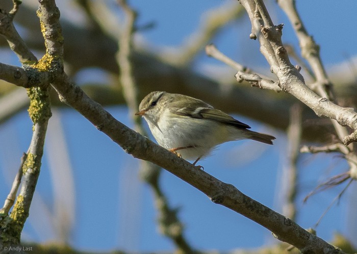 Yellow-browed Warbler