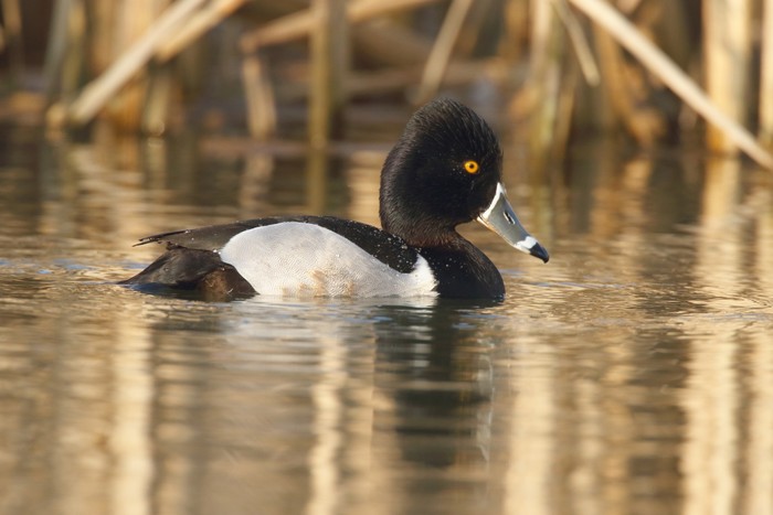 Ring-necked Duck