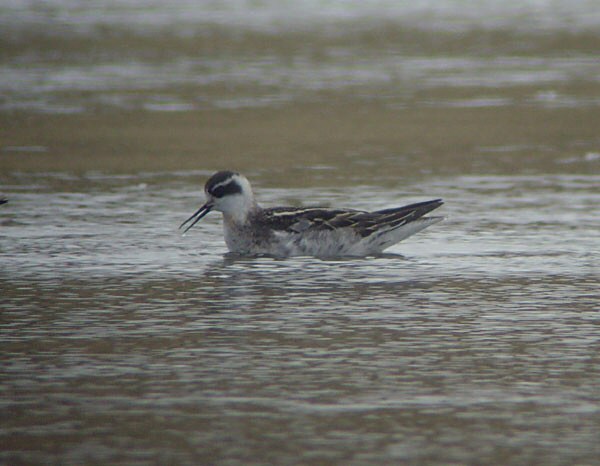 Red-necked Phalarope