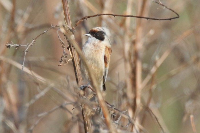 Penduline Tit