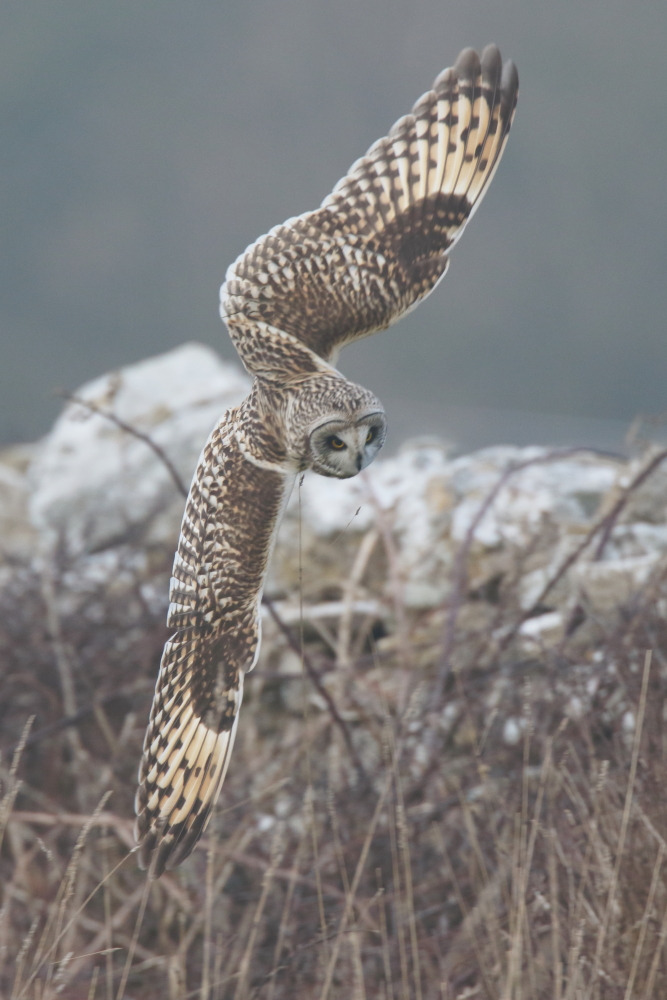 Short-eared Owl