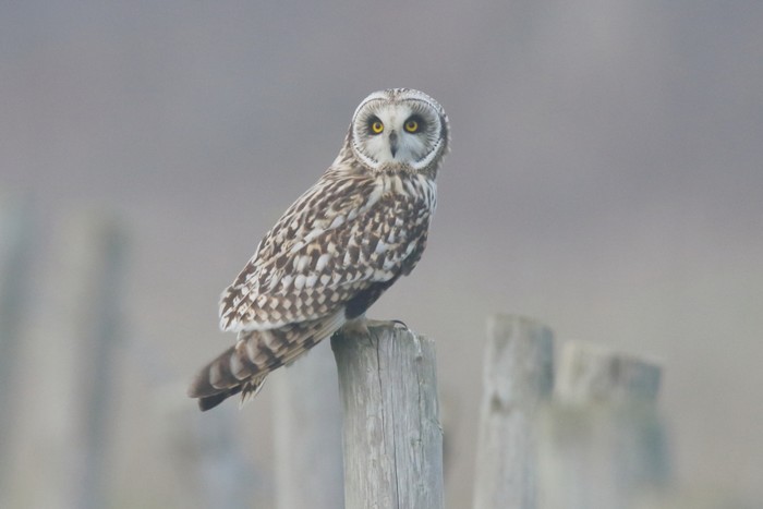 Short-eared Owl
