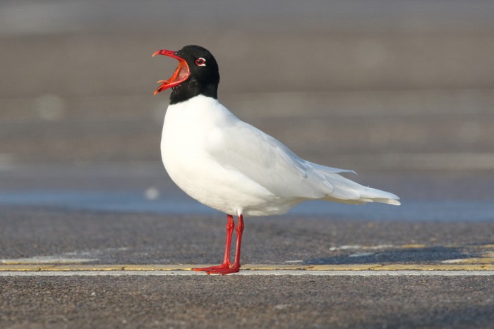 Mediterranean Gull