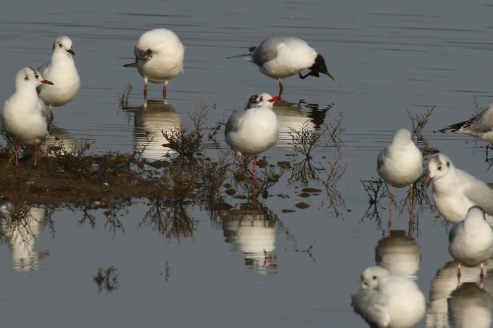 Mediterranean Gull