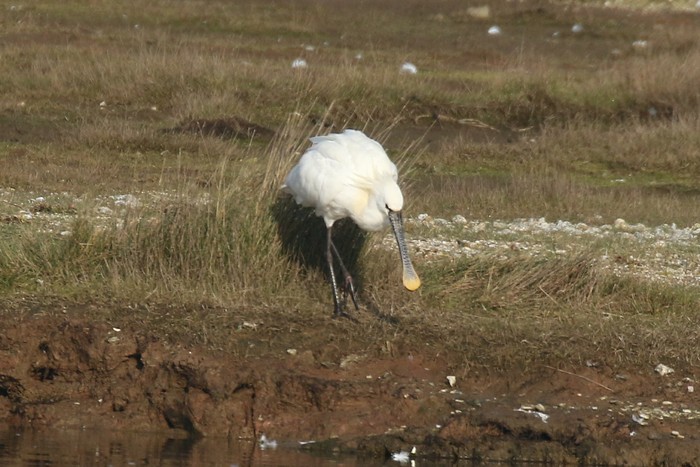 Spoonbill