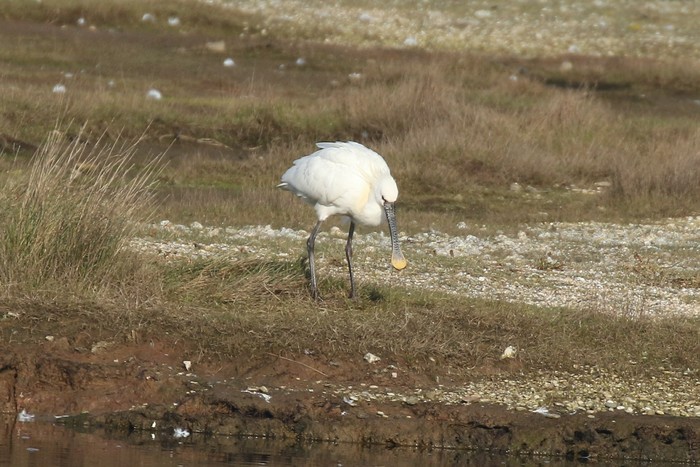 Spoonbill