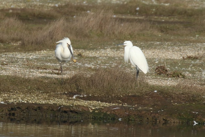 Spoonbill