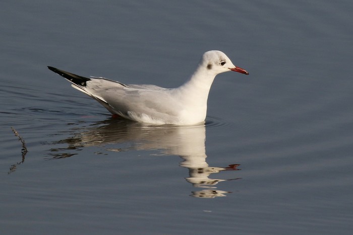 Black-headed Gull