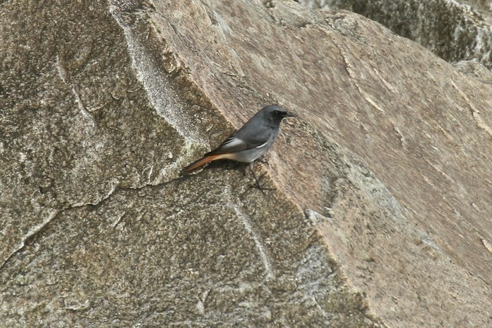 Black Redstart