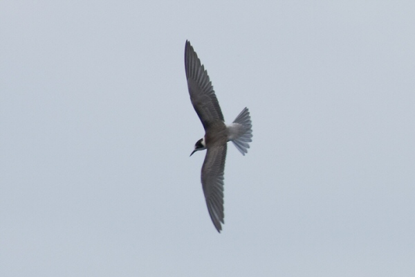 Black Tern