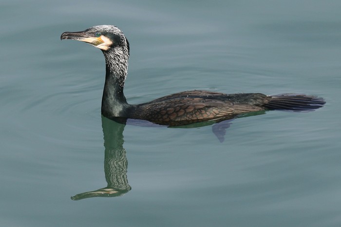 Continental Cormorant
