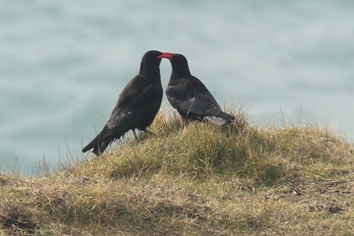 Chough