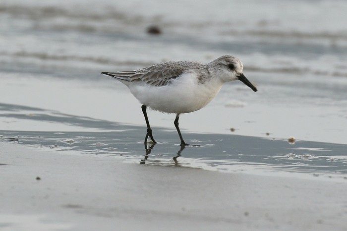 Sanderling