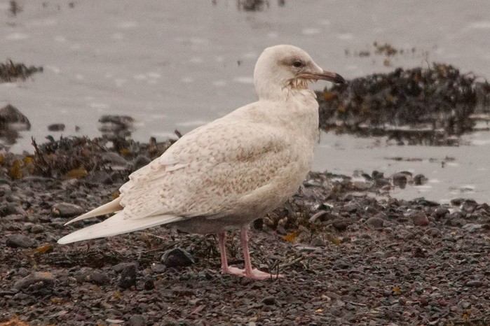 Iceland Gull