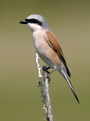Red-backed Shrike