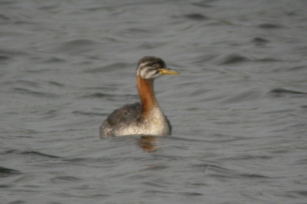 Red-necked Grebe