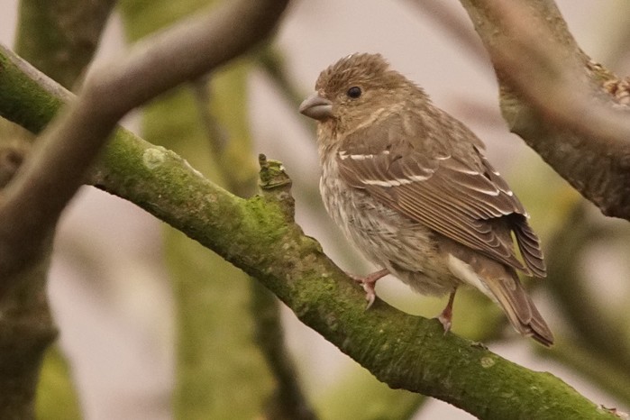Common Rosefinch
