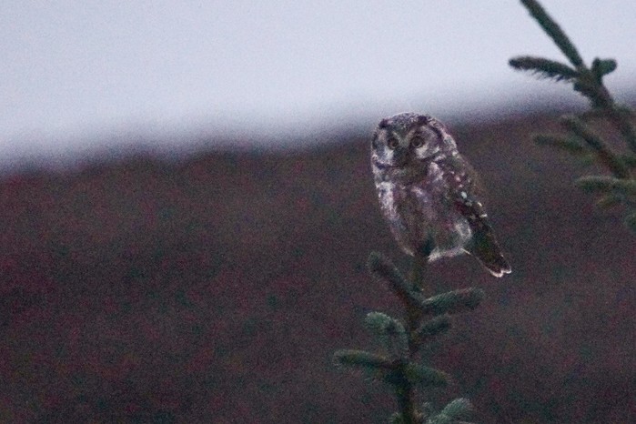 Tengmalm's Owl