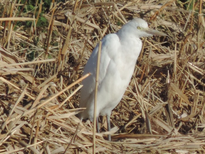 Cattle Egret