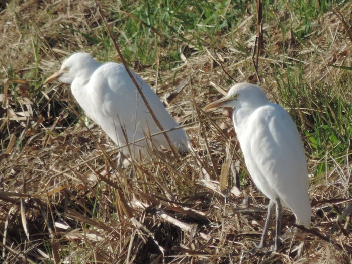 Cattle Egret