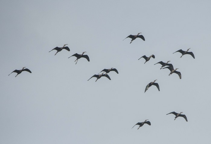 Glossy Ibis