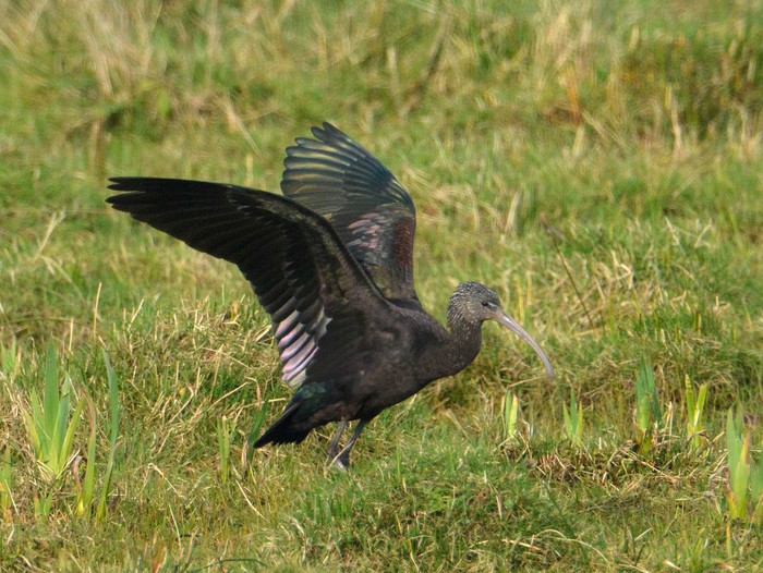 Glossy Ibis