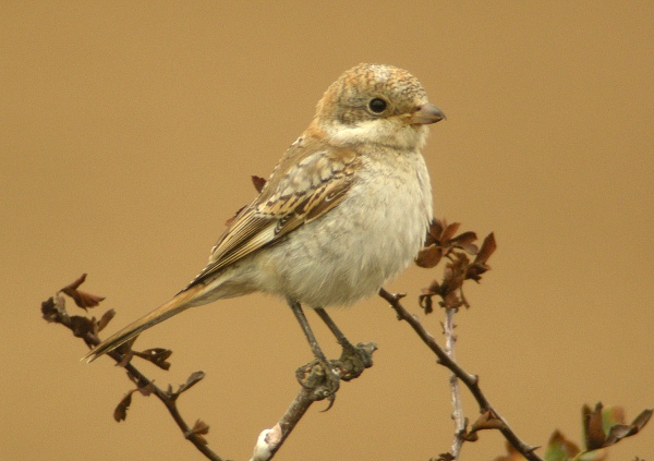 Woodchat Shrike