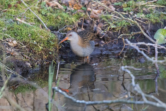 Water Rail