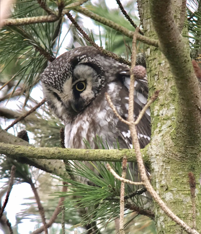 Tengmalm's Owl