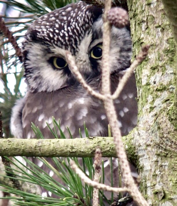 Tengmalm's Owl