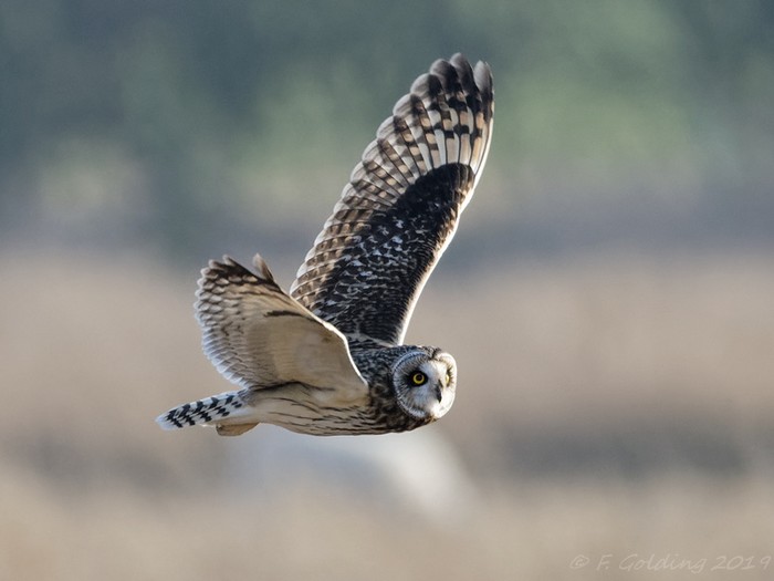 Short-eared Owl