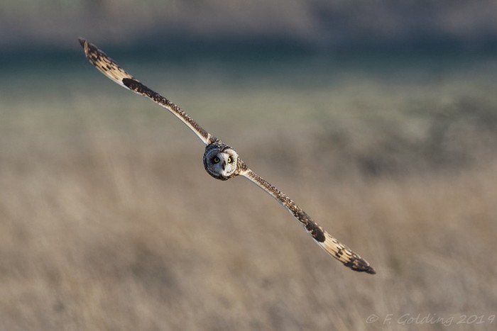 Short-eared Owl