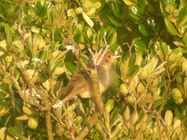 Rose-coloured Starling