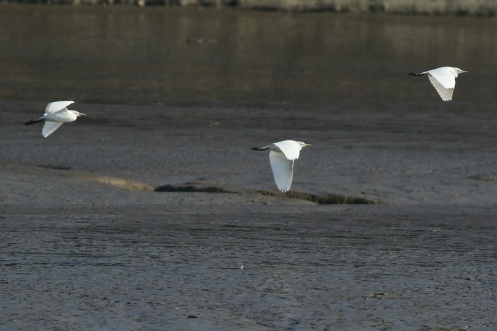Cattle Egret