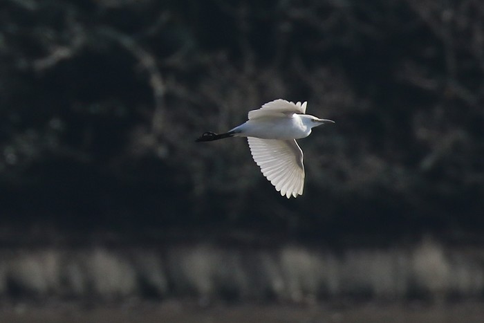 Cattle Egret