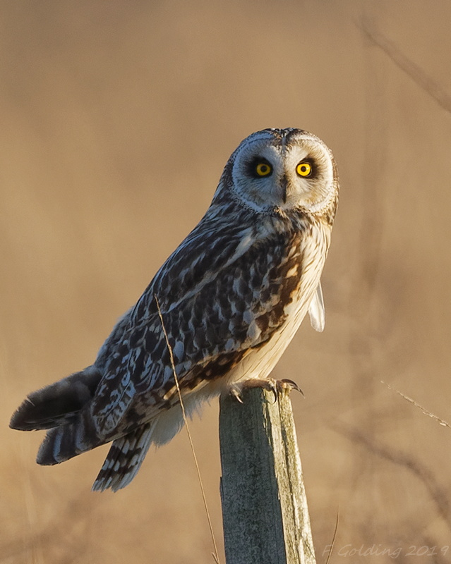 Short-eared Owl