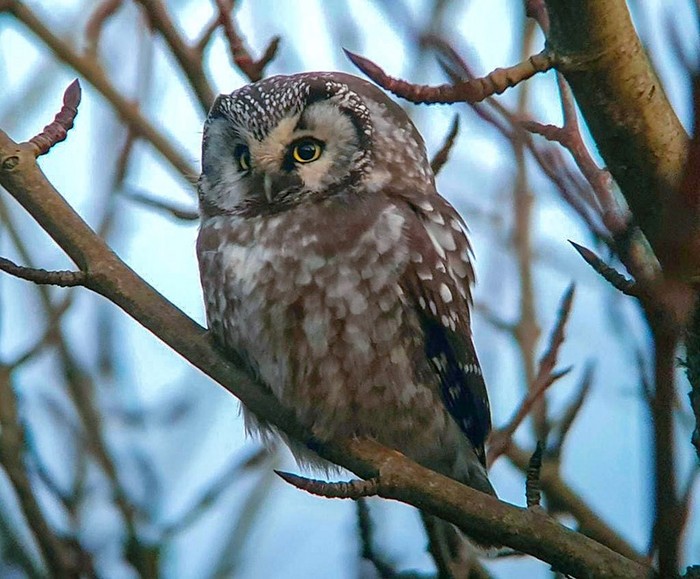Tengmalm's Owl
