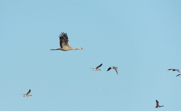 Common Crane