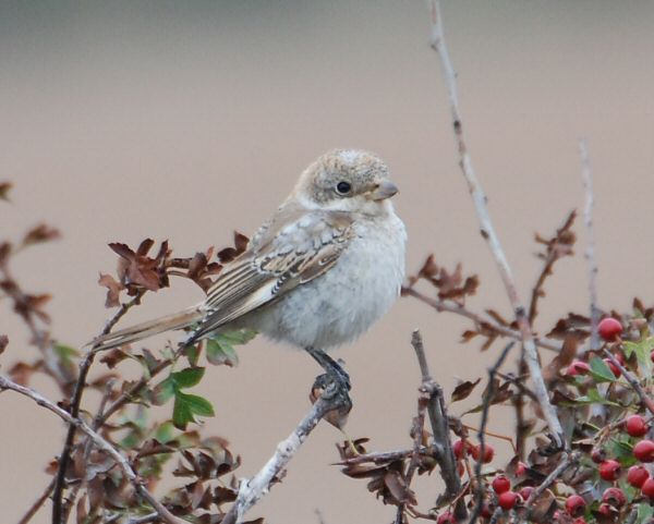 Woodchat Shrike