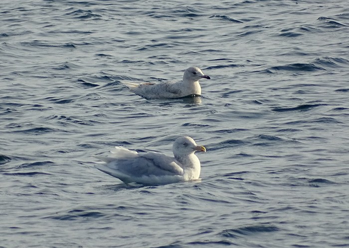 Glaucous Gull