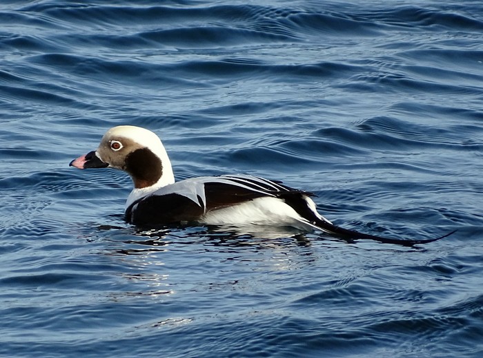 Long-tailed Duck