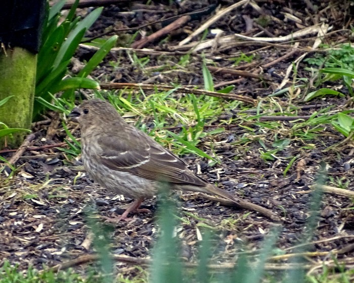 Common Rosefinch