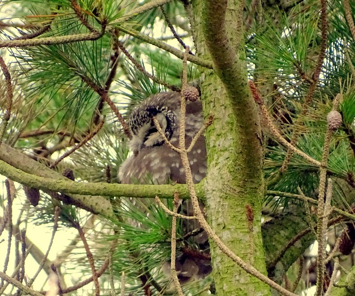 Tengmalm's Owl