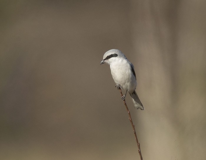 Great Grey Shrike