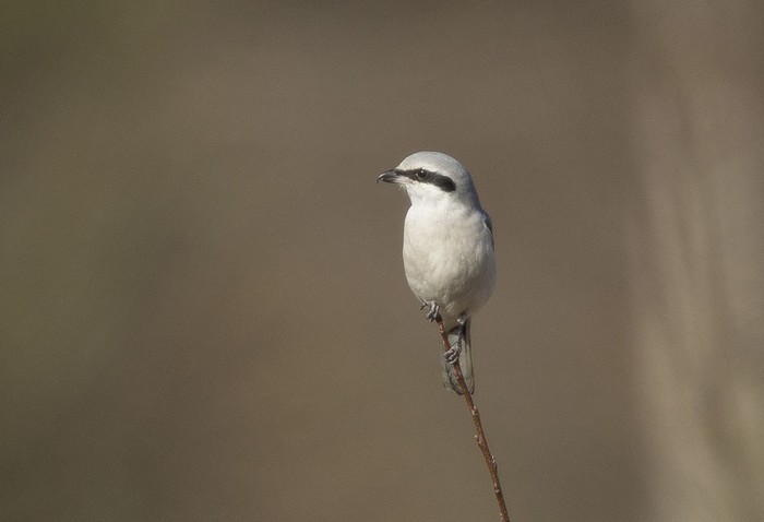 Great Grey Shrike