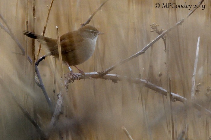Cetti's Warbler