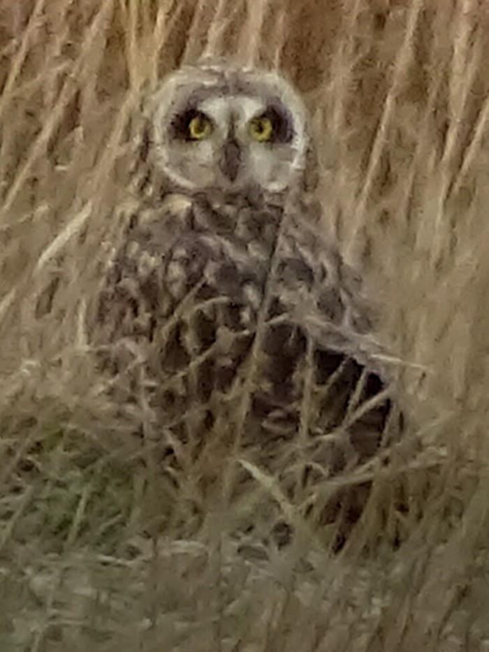 Short-eared Owl